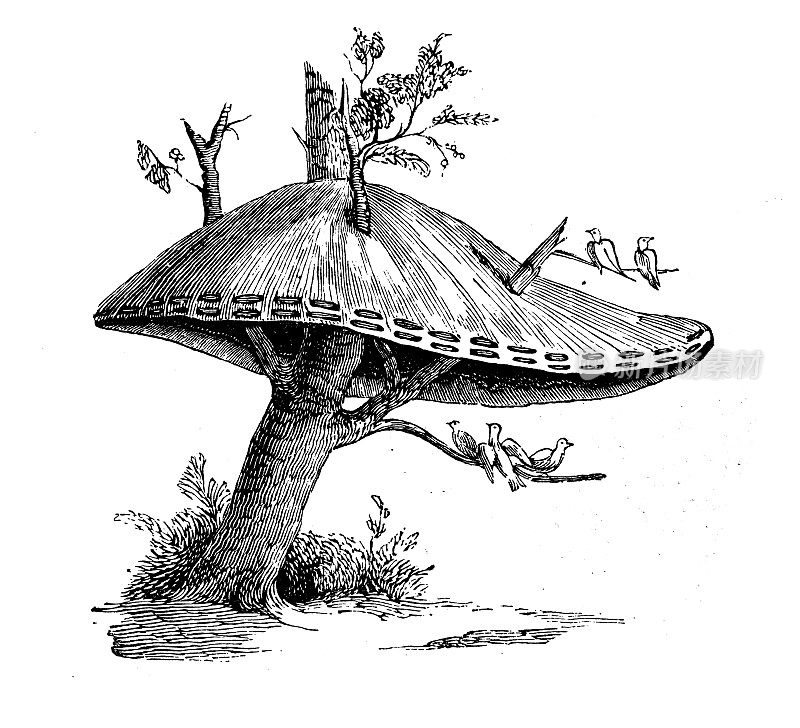 古董动物插图:群居织布(Philetairus socius)巢